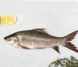 Fresh Rohu Fish cleaned-500gms-500gms-500gms