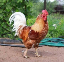 Chicken Desi (Village chicken)