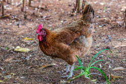 Chicken Desi (Kuroiler) -  1 kg (Approx)