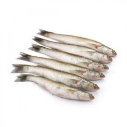 Fresh Bata Fish - 500Gram