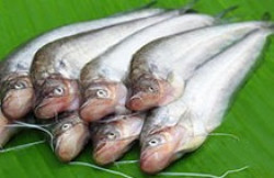 Fresh Pabda Fish-1kg-1kg-1kg