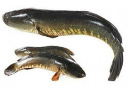 Fresh Desi Magur Fish-500gms